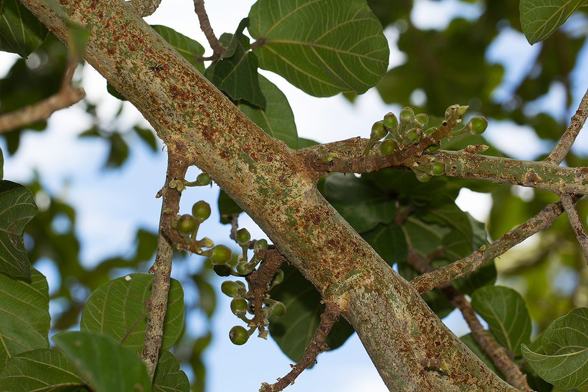 Ficus sycomorus subsp. sycomorus