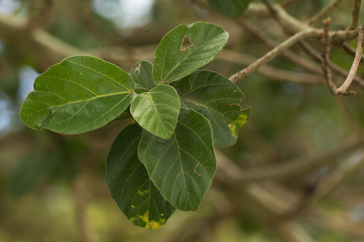 Ficus sycomorus subsp. sycomorus