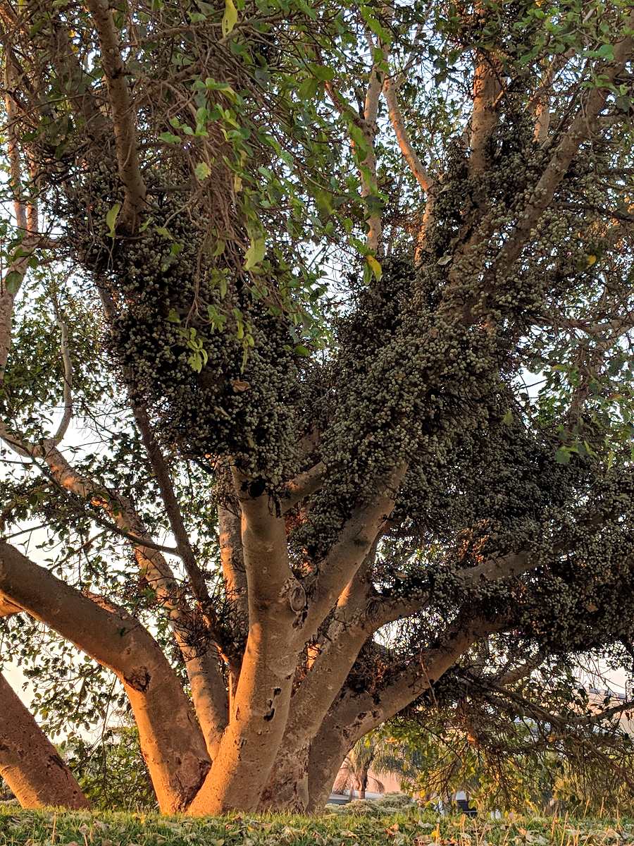 Ficus sycomorus subsp. sycomorus