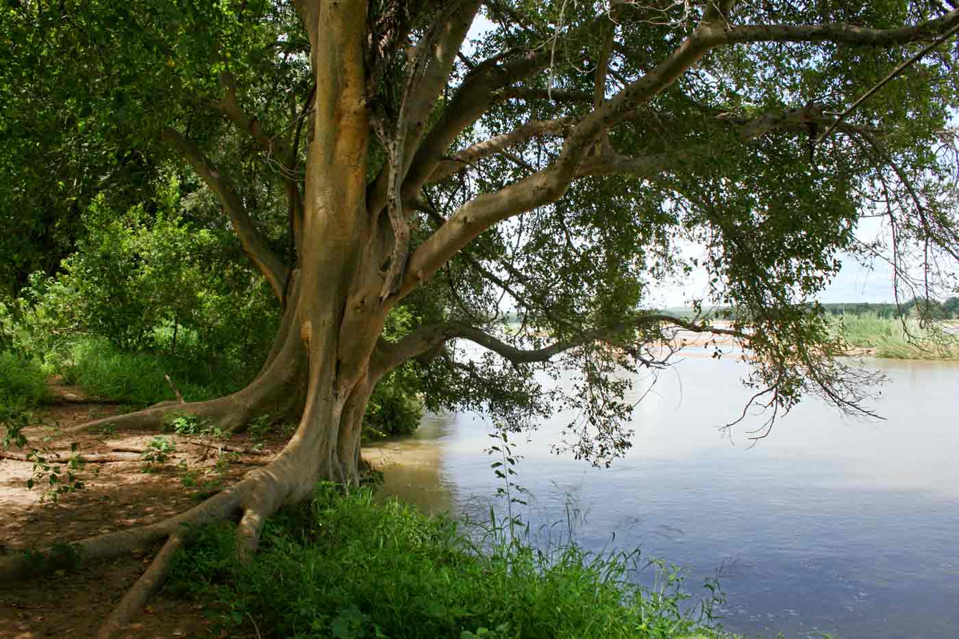 Ficus sycomorus subsp. sycomorus Ficus sycomorus subsp. sycomorus