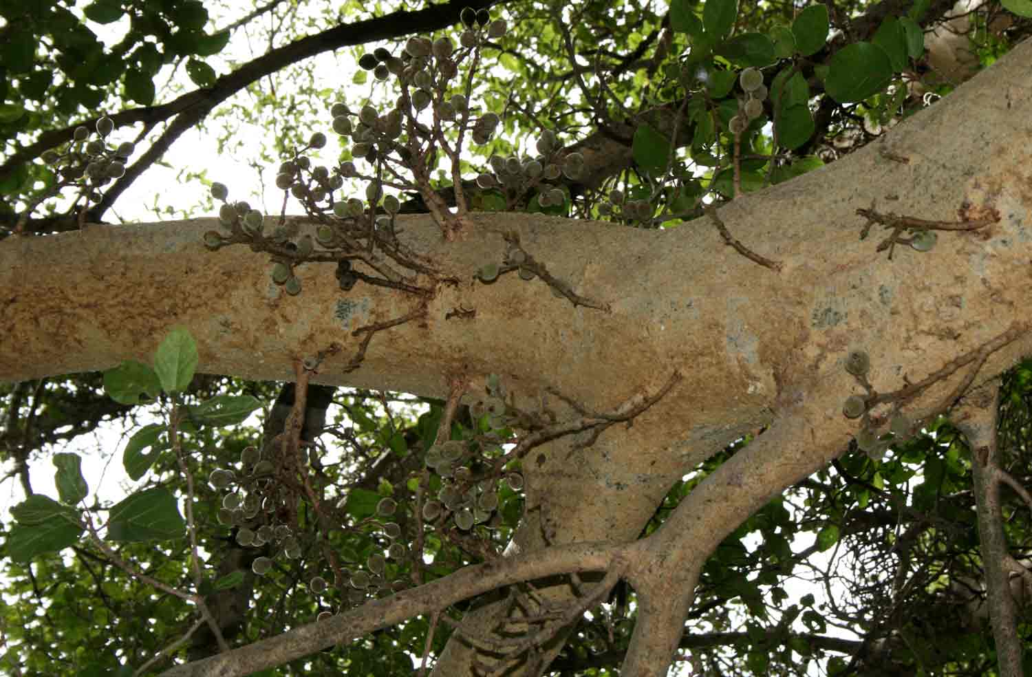 Ficus sycomorus subsp. sycomorus Ficus sycomorus subsp. sycomorus