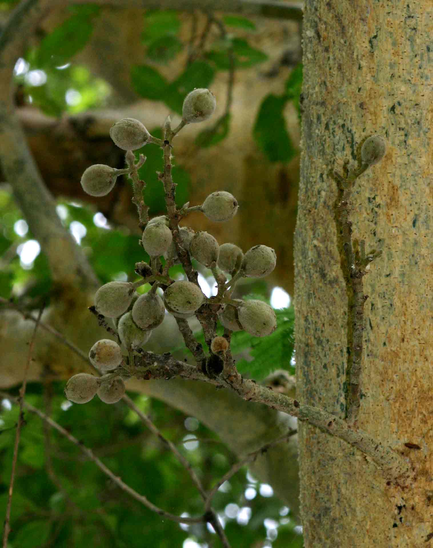 Ficus sycomorus subsp. sycomorus Ficus sycomorus subsp. sycomorus