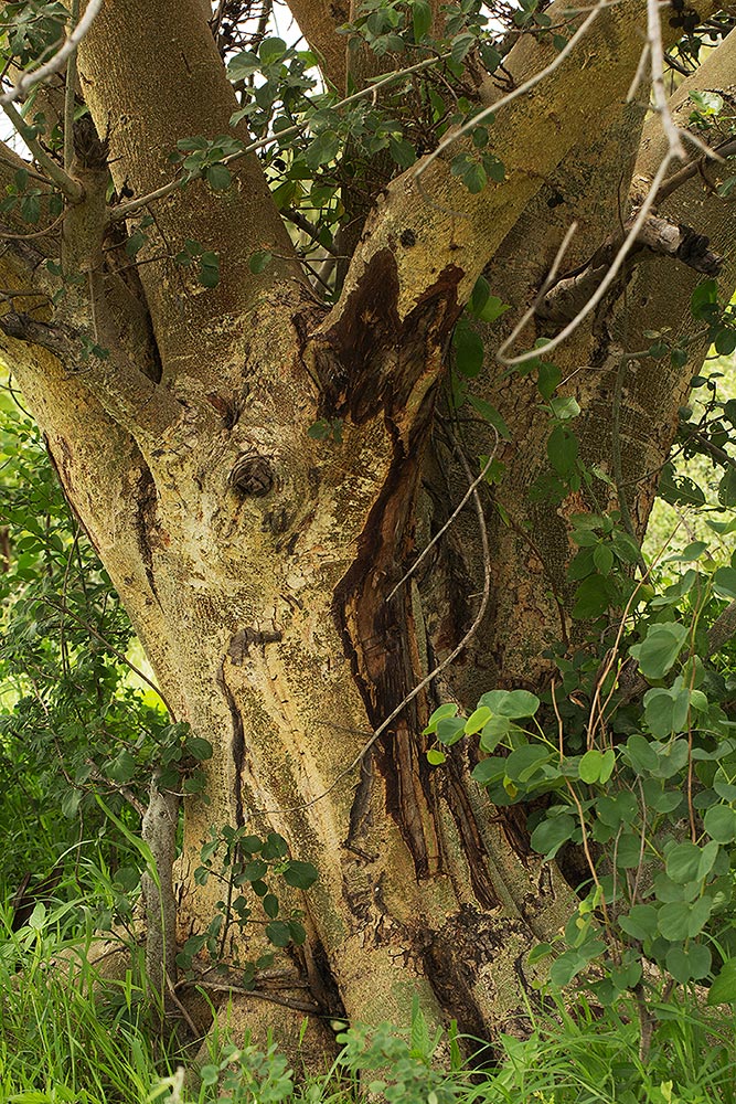 Ficus sycomorus subsp. sycomorus