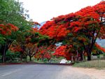 Delonix regia