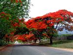 Delonix regia