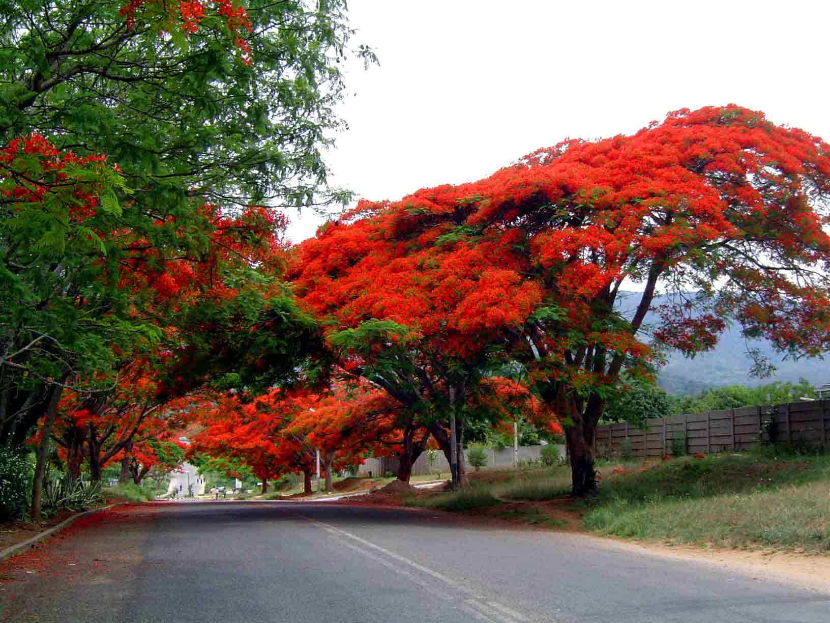 Delonix regia Delonix regia