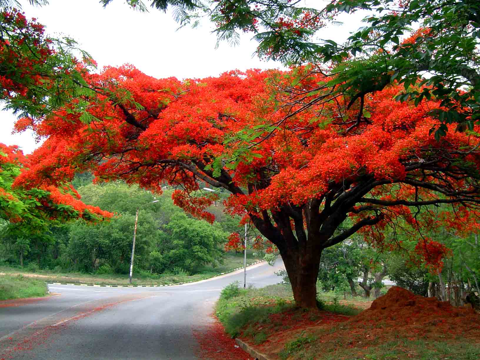 Delonix regia Delonix regia