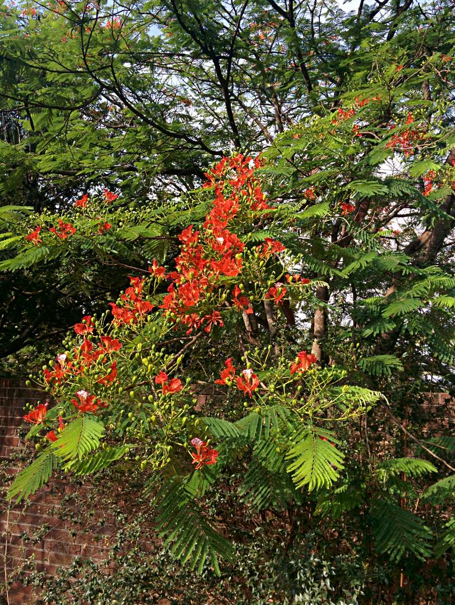 Delonix regia Delonix regia