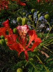 Delonix regia