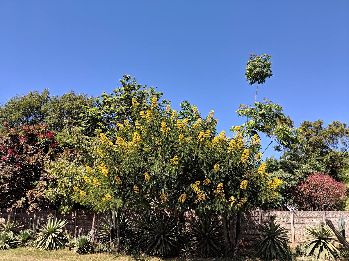 Senna spectabilis Senna spectabilis