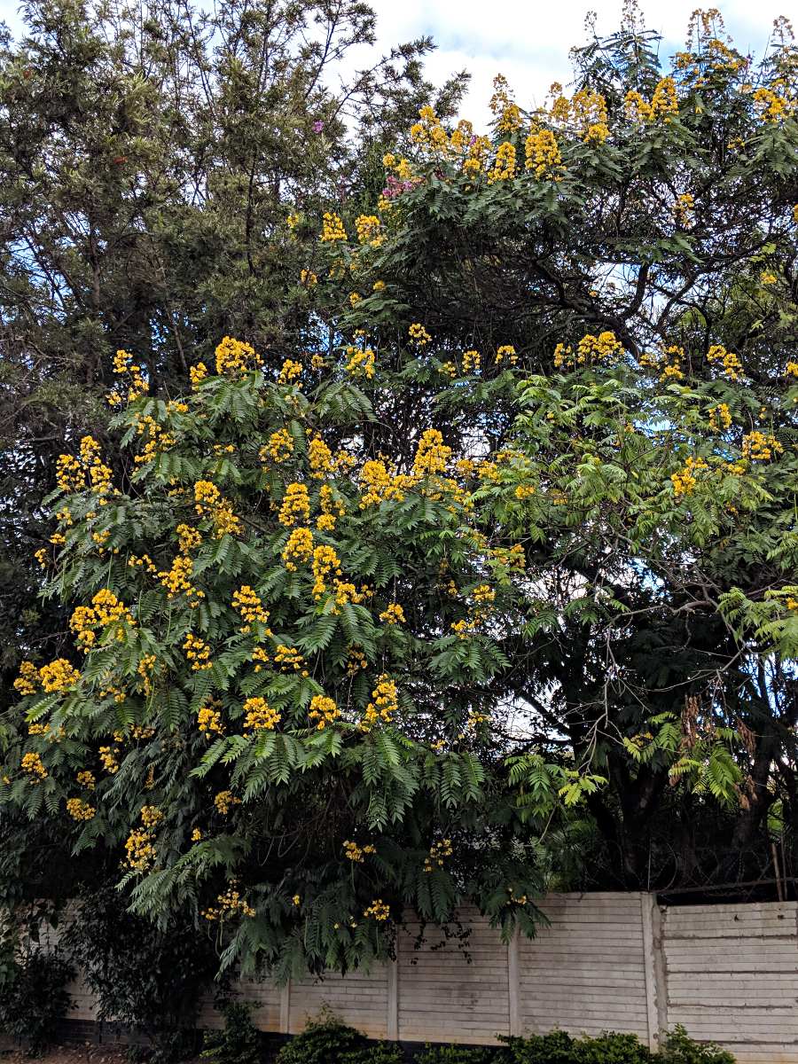 Senna spectabilis Senna spectabilis