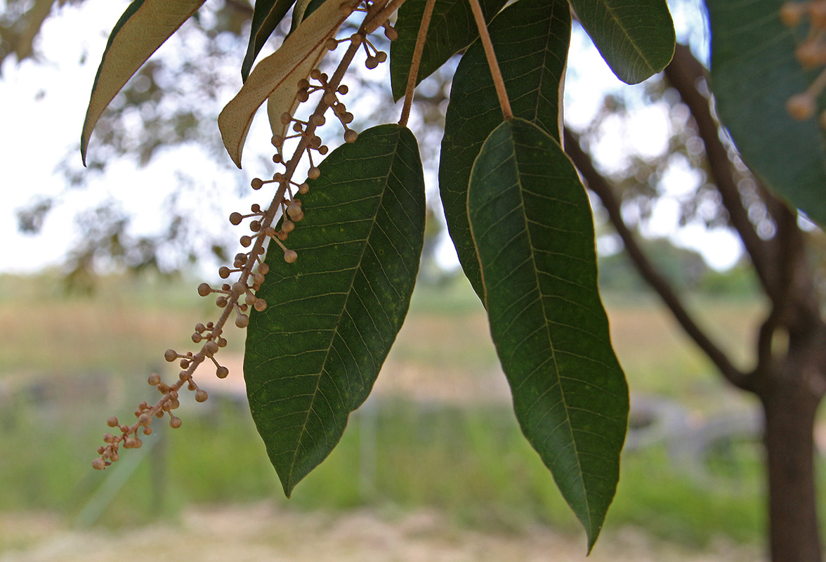 Croton megalocarpus