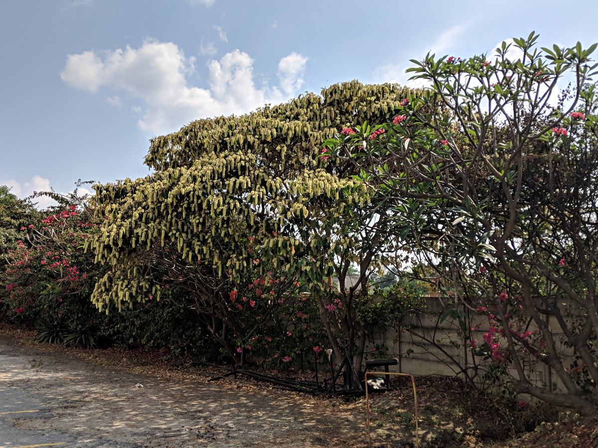 Croton megalocarpus Croton megalocarpus