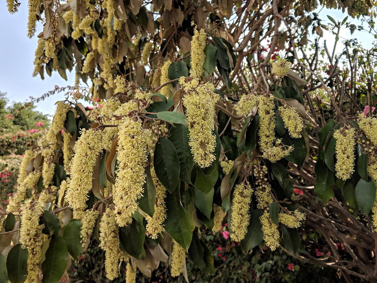 Croton megalocarpus Croton megalocarpus