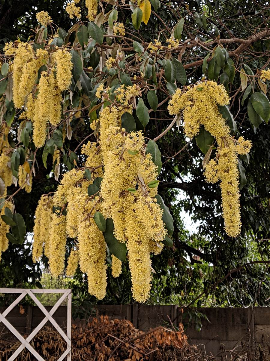 Croton megalocarpus Croton megalocarpus