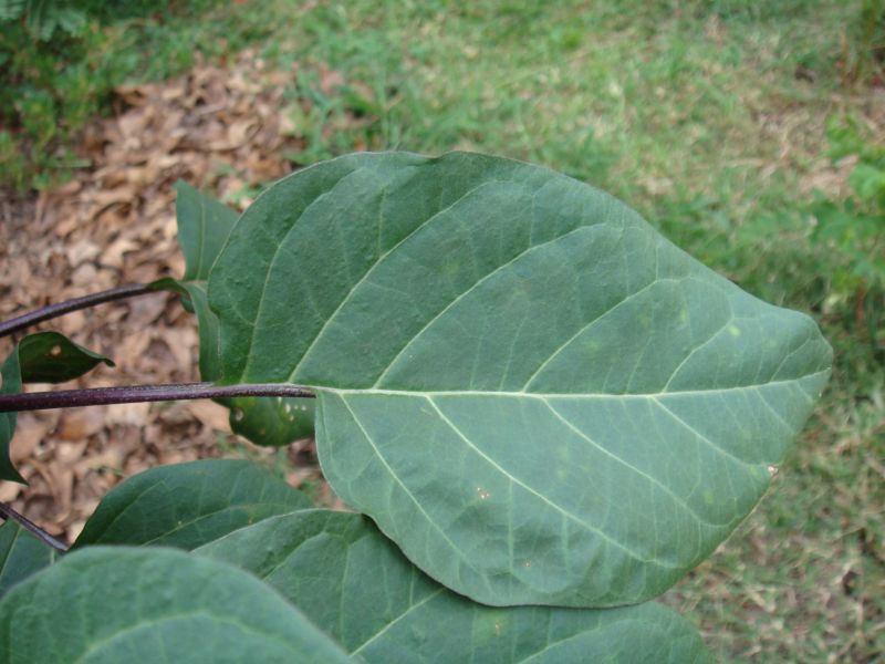 Datura metel Datura metel