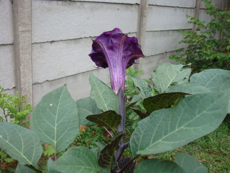 Datura metel Datura metel