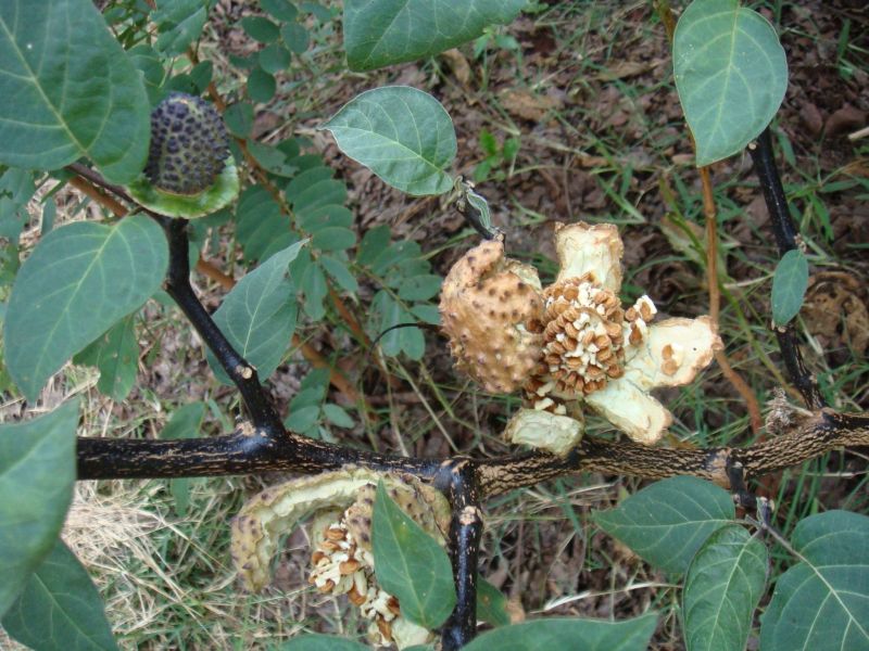 Datura metel Datura metel