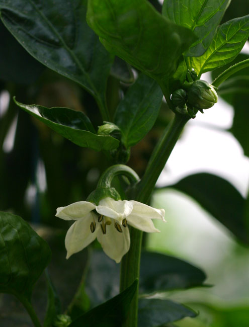 Capsicum annuum var. annuum Capsicum annuum var. annuum