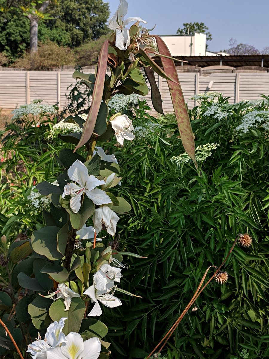 Bauhinia variegata var. candida