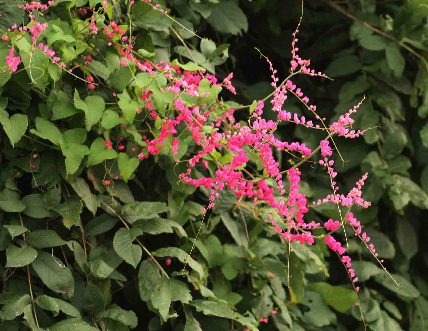 Antigonon leptopus Antigonon leptopus