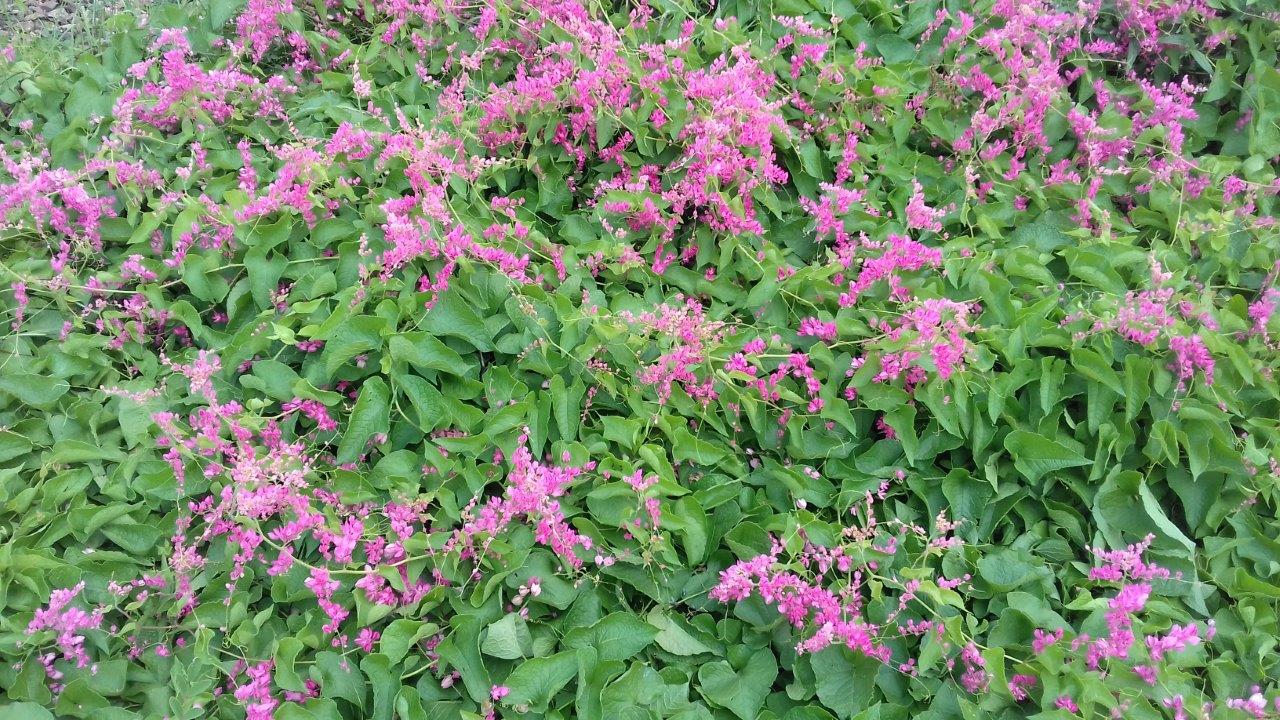 Antigonon leptopus Antigonon leptopus