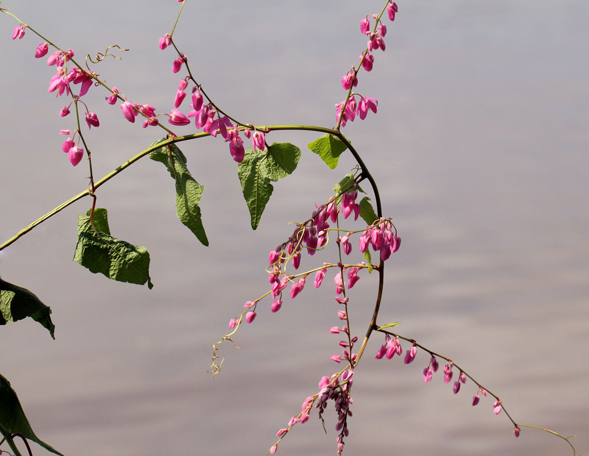 Antigonon leptopus Antigonon leptopus