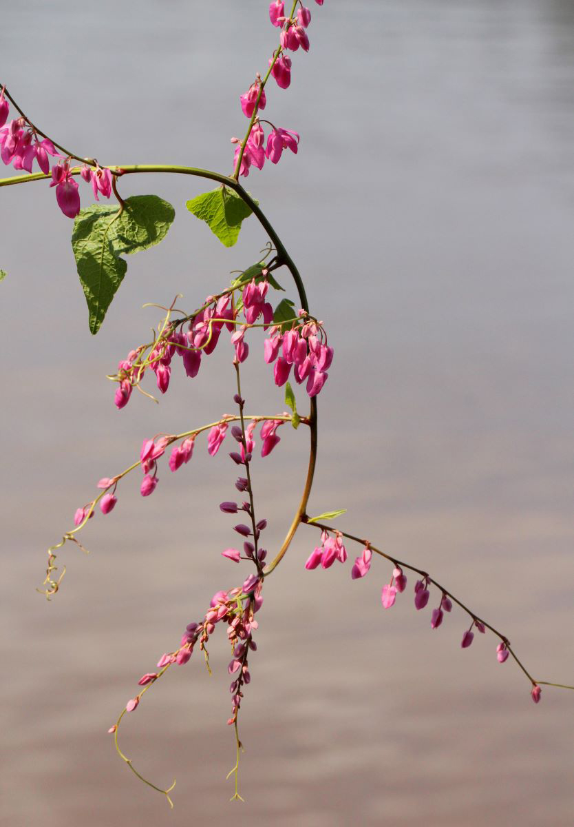 Antigonon leptopus Antigonon leptopus