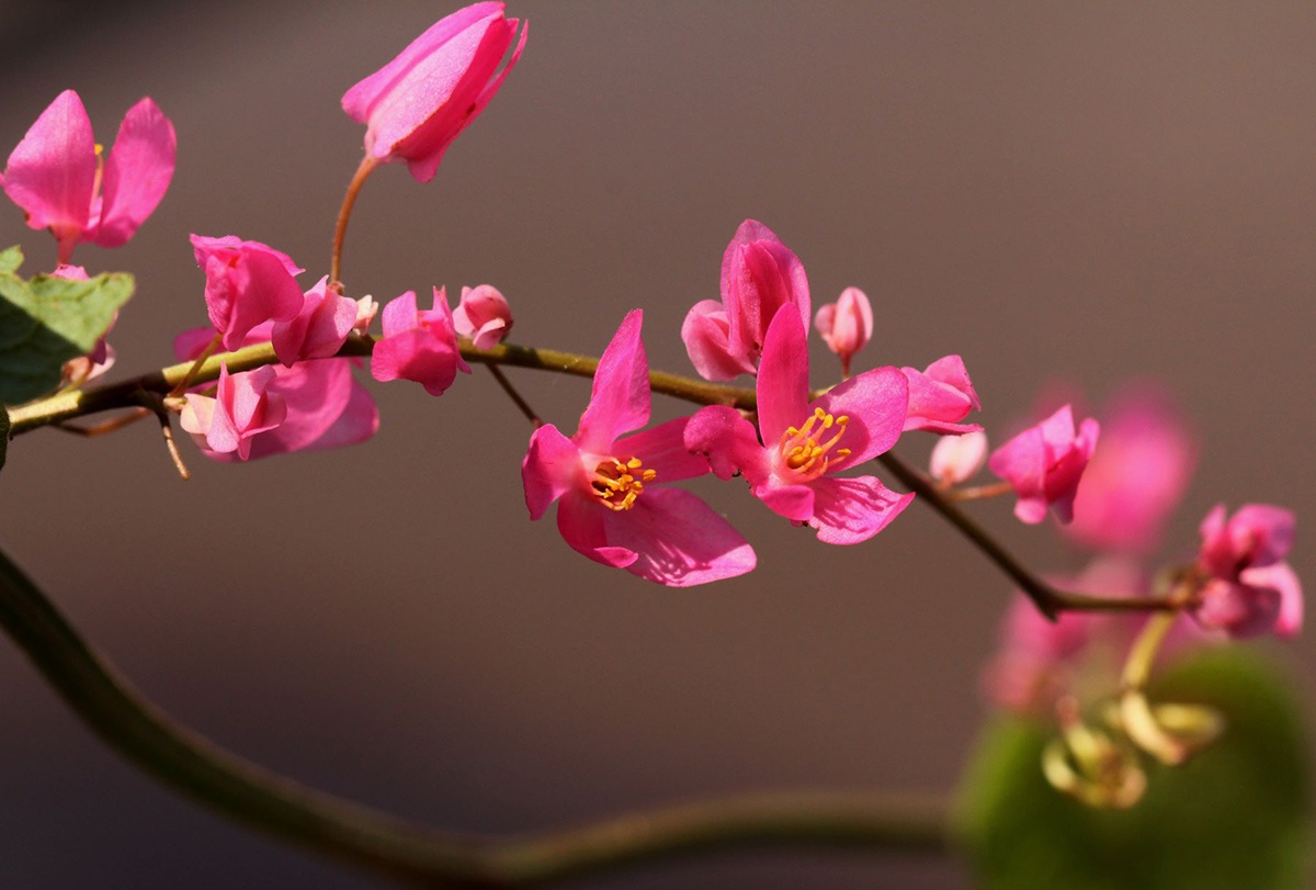 Antigonon leptopus Antigonon leptopus
