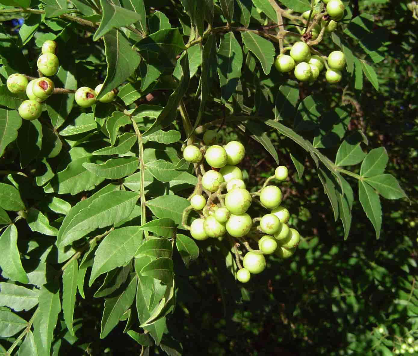 Harrisonia abyssinica Harrisonia abyssinica