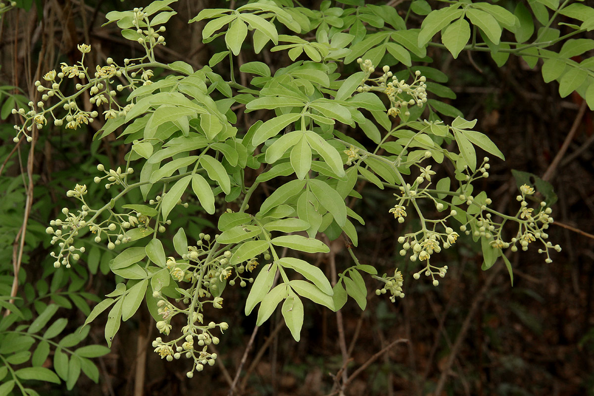 Harrisonia abyssinica Harrisonia abyssinica