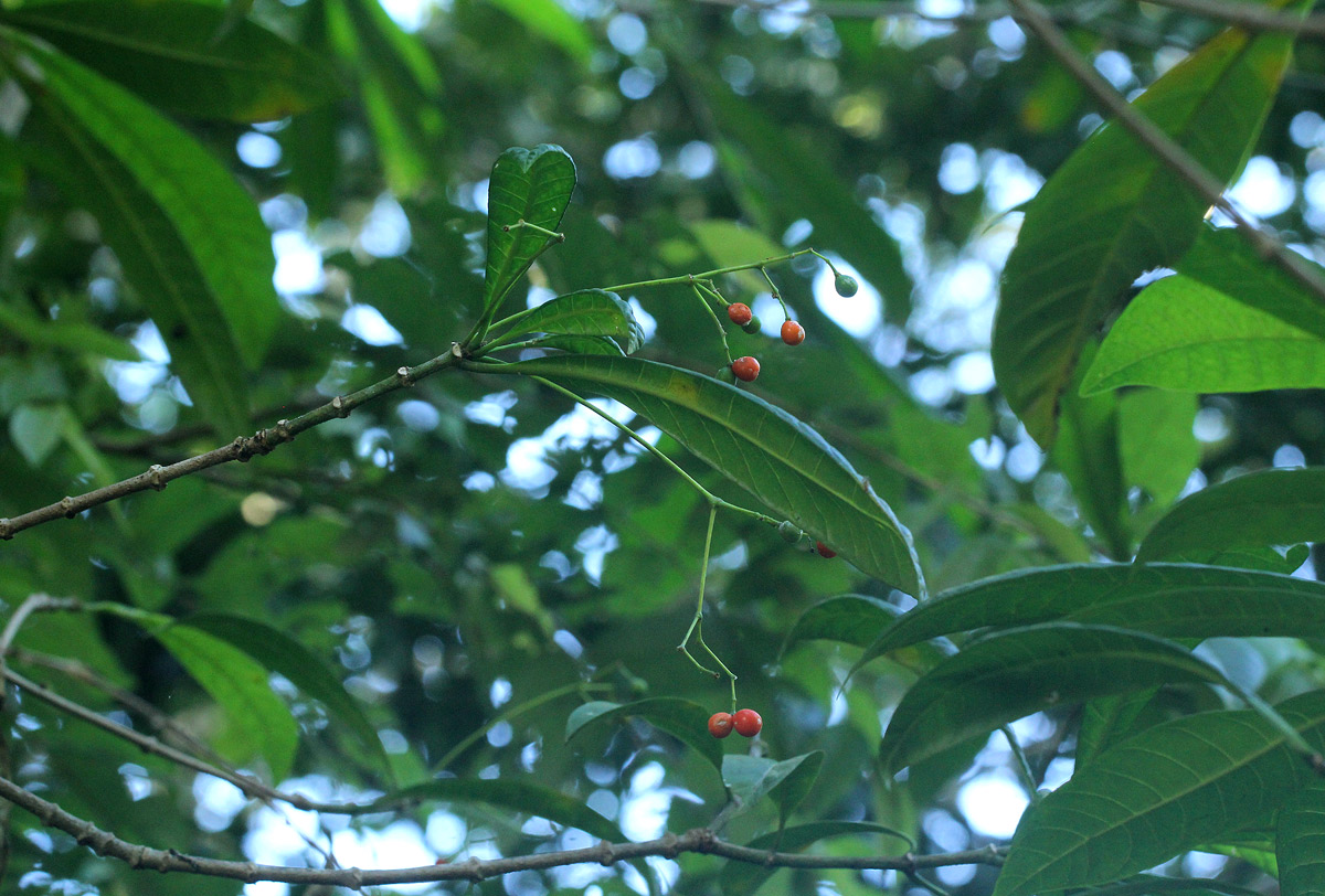 Rauvolfia mombasiana Rauvolfia mombasiana