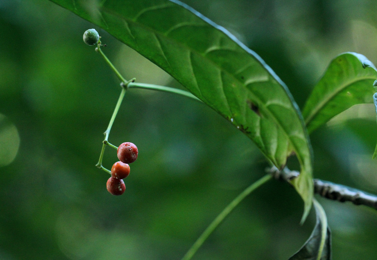 Rauvolfia mombasiana