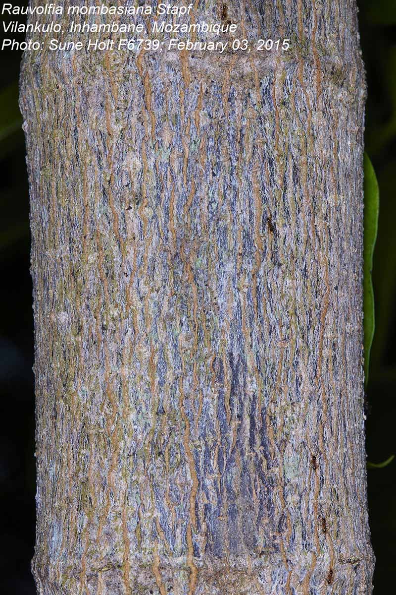 Rauvolfia mombasiana Rauvolfia mombasiana