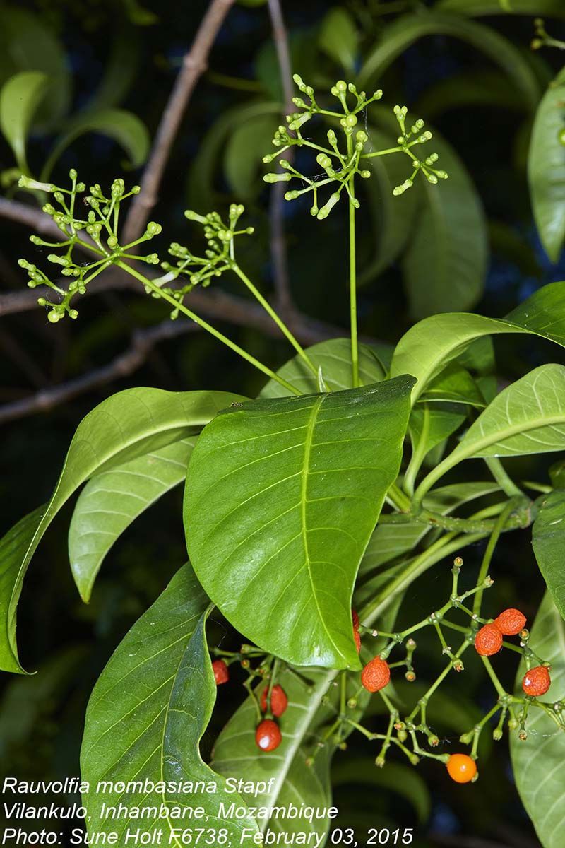 Rauvolfia mombasiana Rauvolfia mombasiana