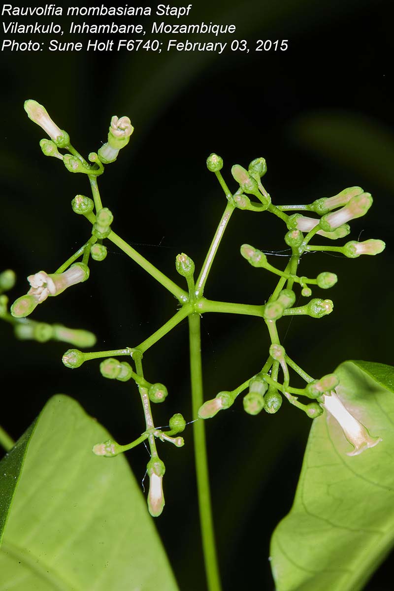 Rauvolfia mombasiana Rauvolfia mombasiana
