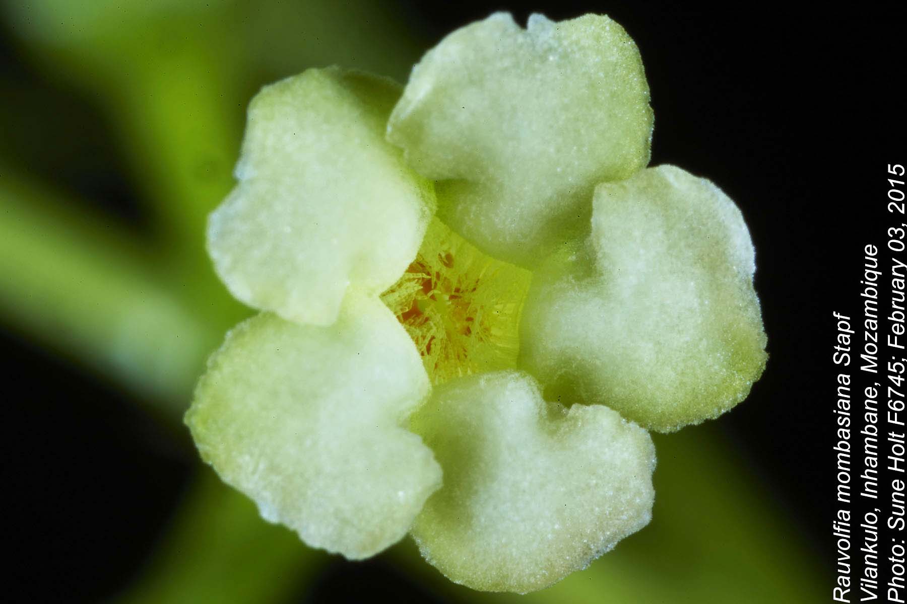 Rauvolfia mombasiana