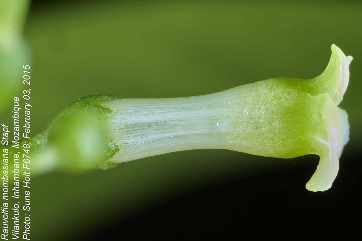 Rauvolfia mombasiana Rauvolfia mombasiana