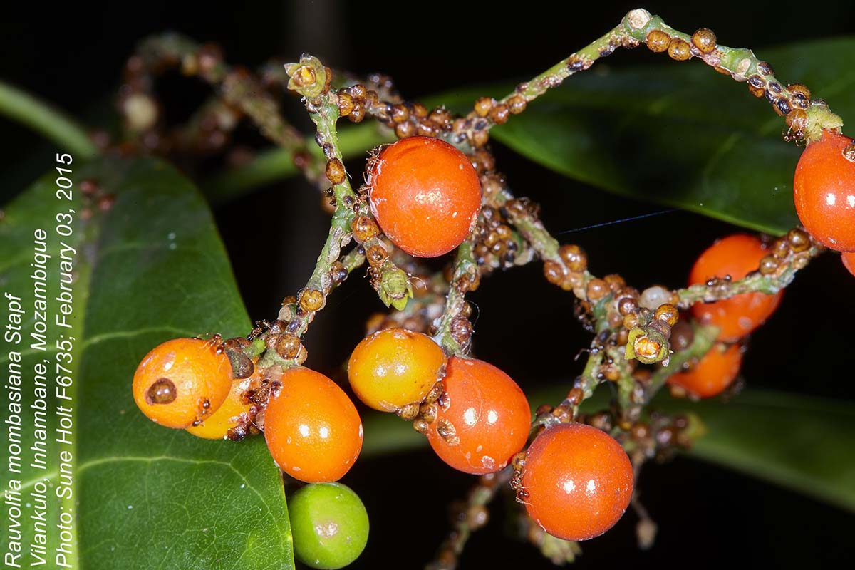 Rauvolfia mombasiana Rauvolfia mombasiana