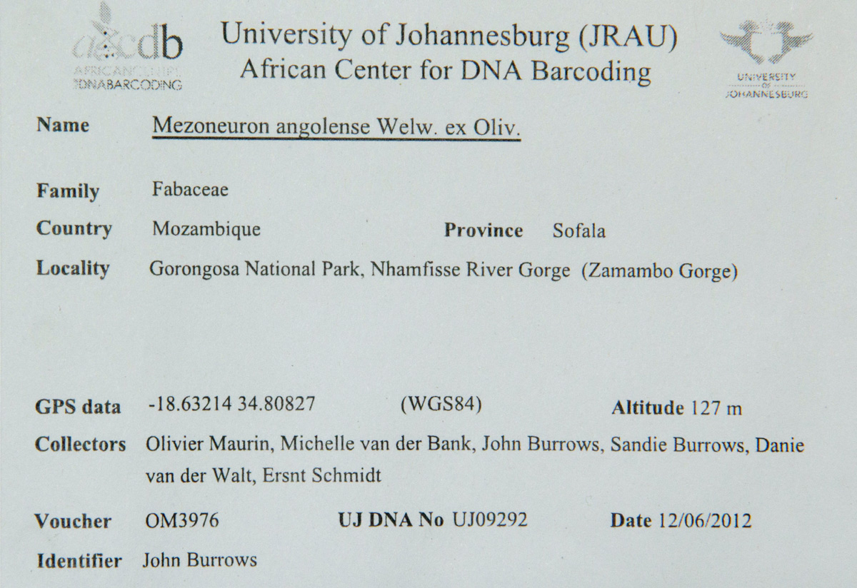 Mezoneuron angolense Mezoneuron angolense