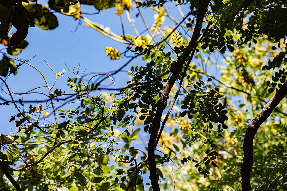 Mezoneuron angolense Mezoneuron angolense