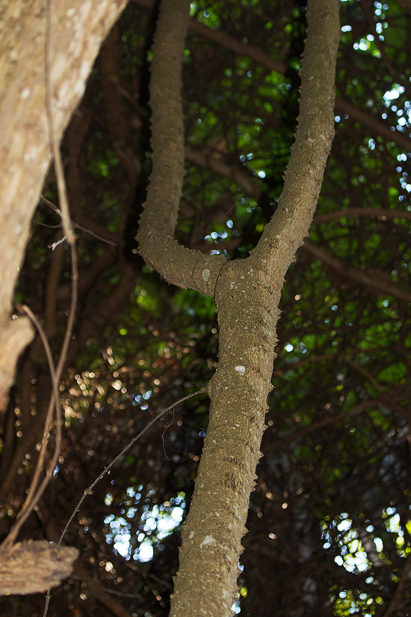 Mezoneuron angolense Mezoneuron angolense