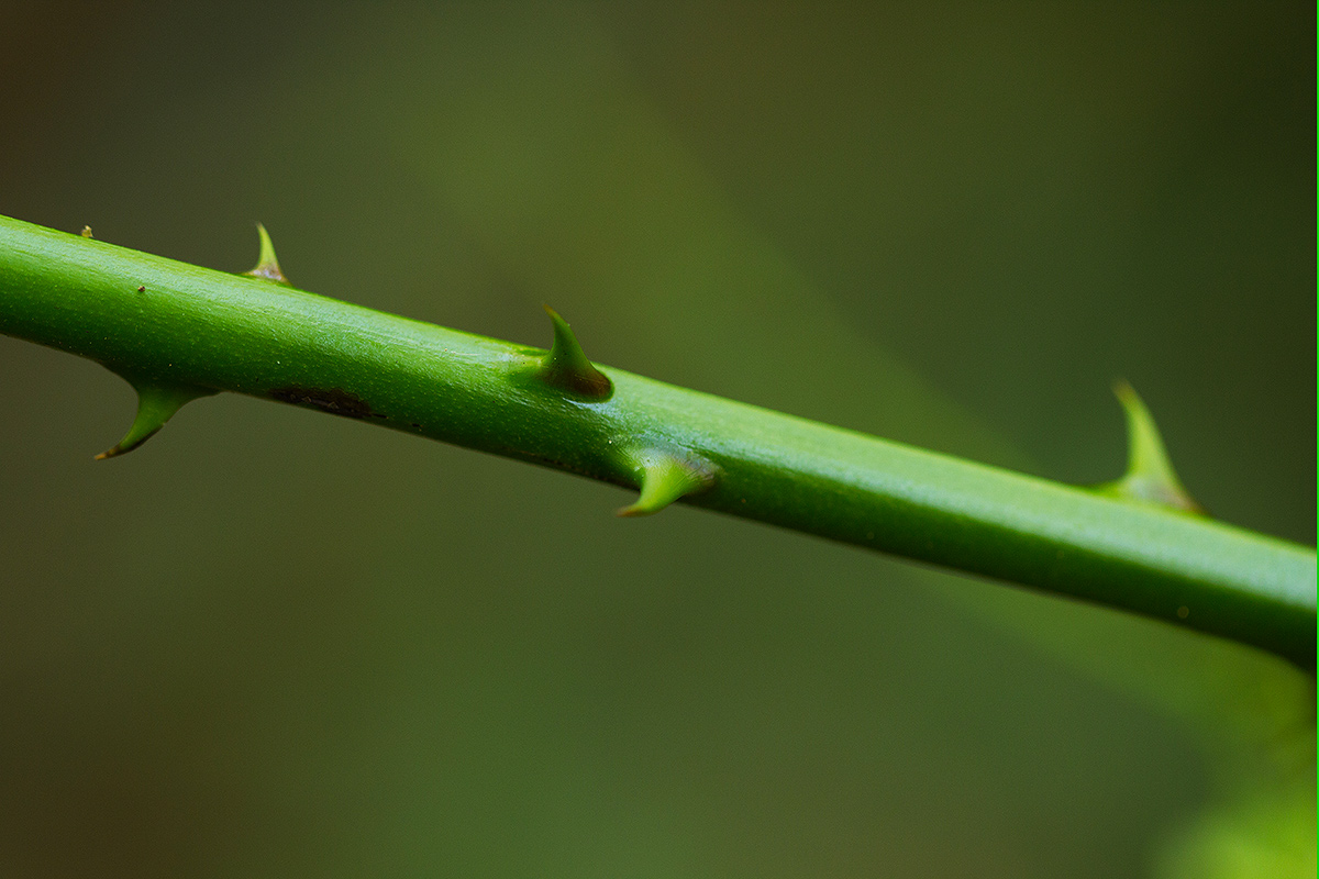Mezoneuron angolense Mezoneuron angolense