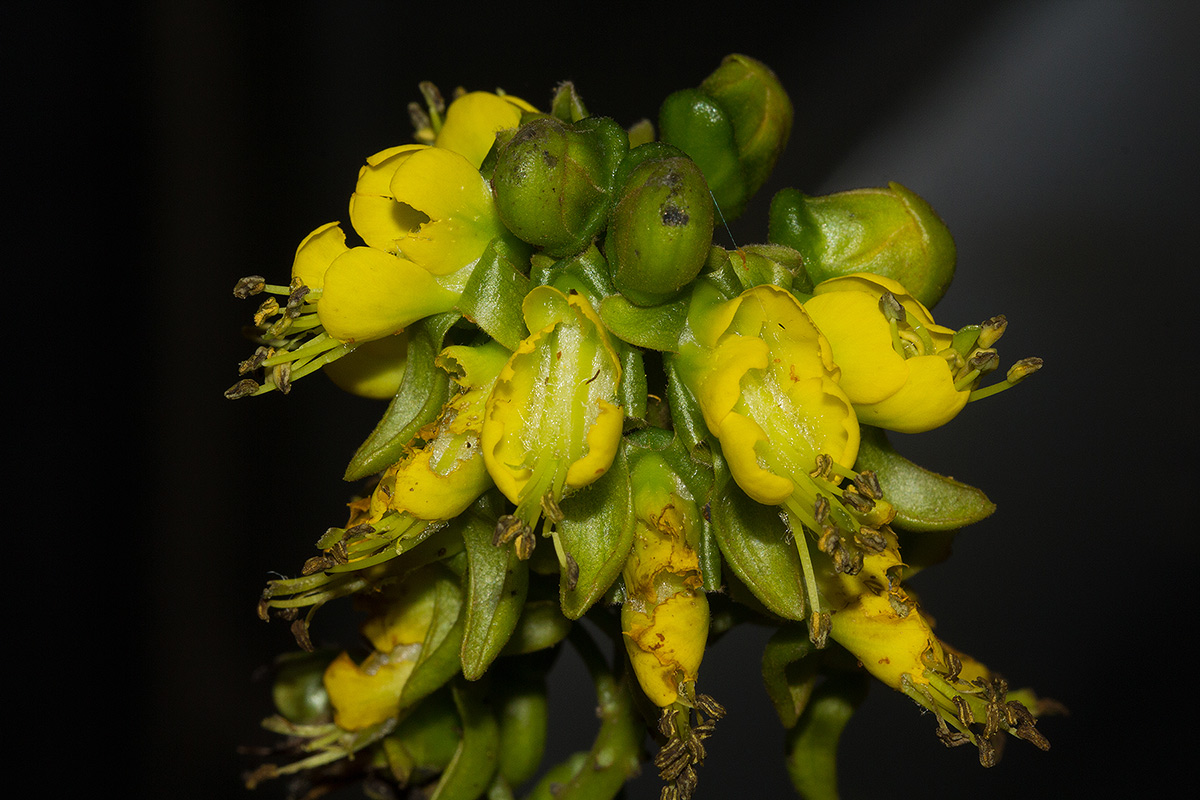 Mezoneuron angolense Mezoneuron angolense