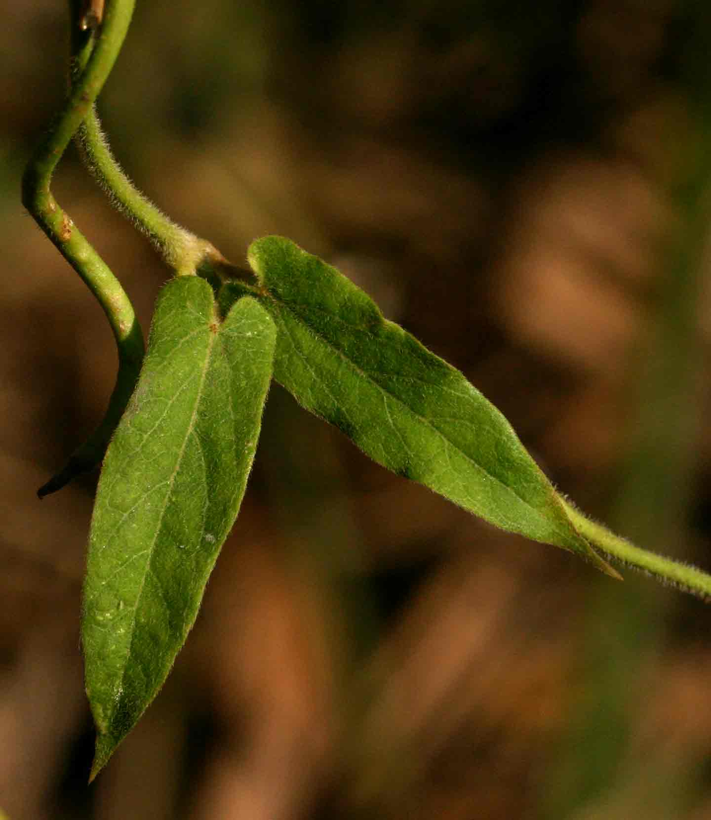 Cynanchum schistoglossum