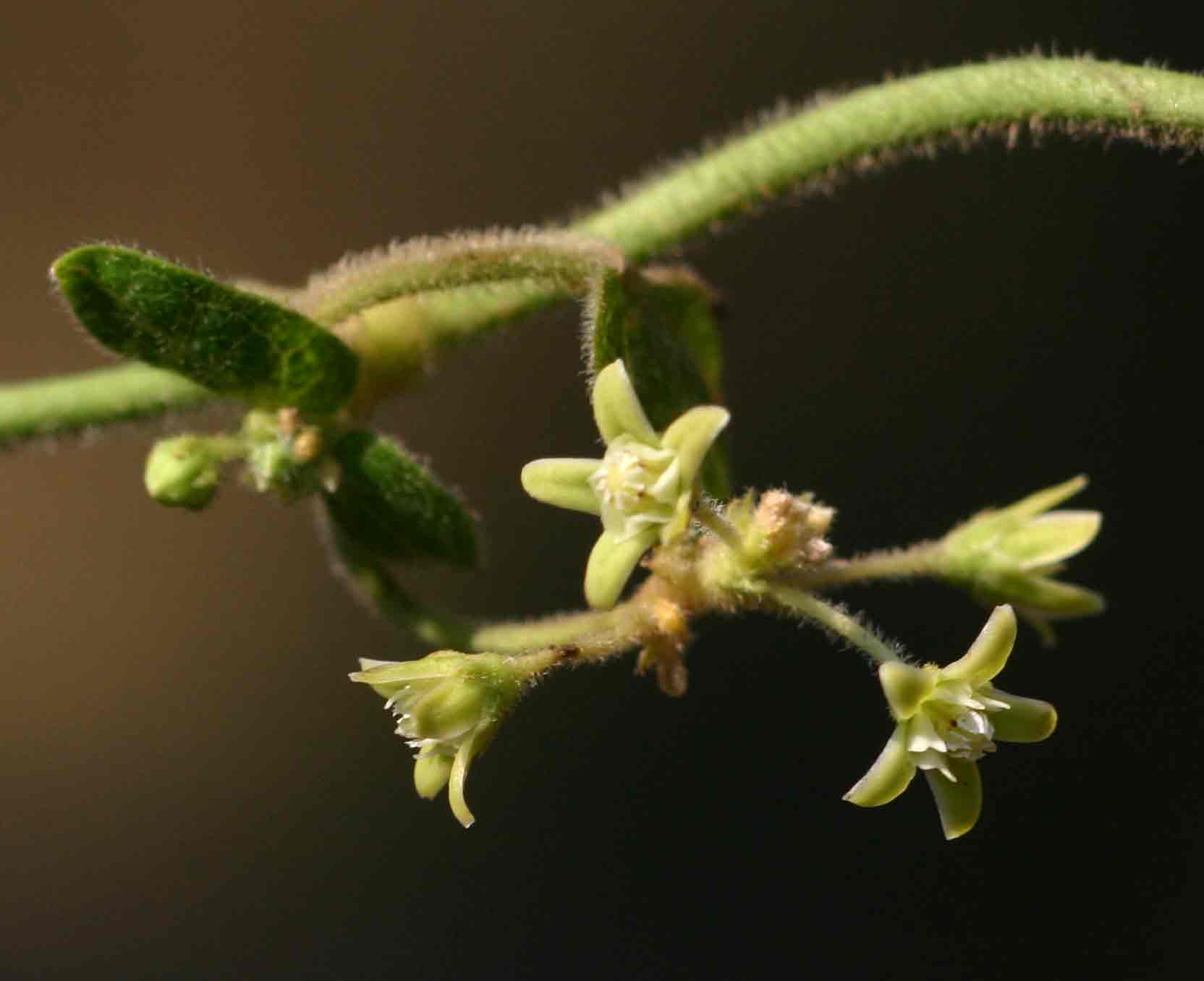 Cynanchum schistoglossum