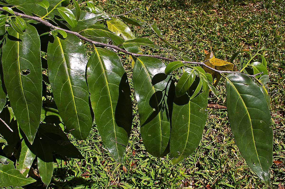 Casearia gladiiformis
