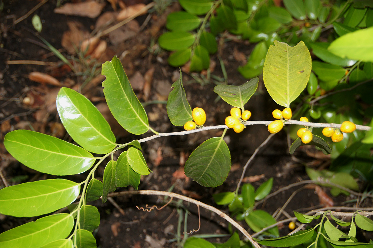 Casearia gladiiformis