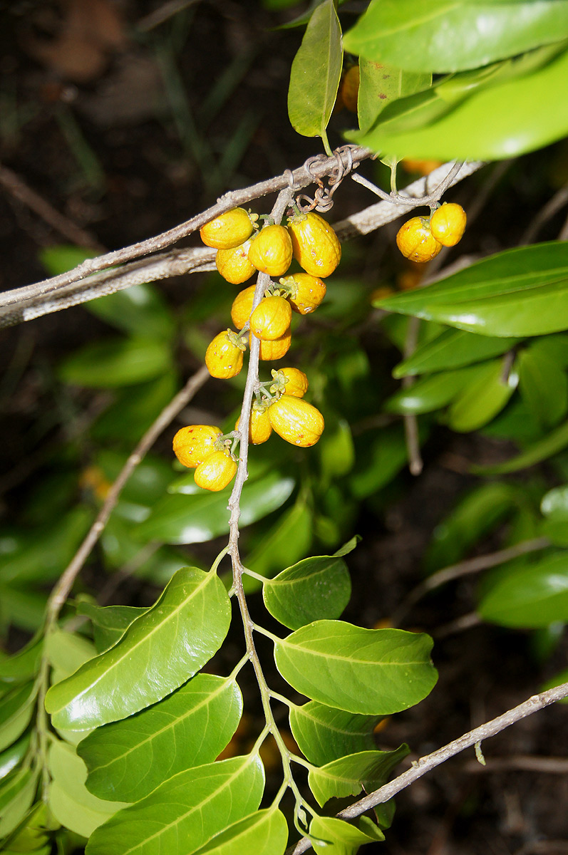 Casearia gladiiformis