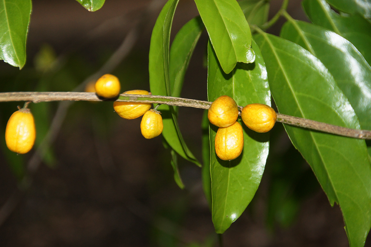 Casearia gladiiformis